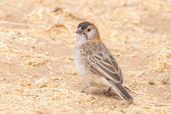Speckle-Fronted Weaver