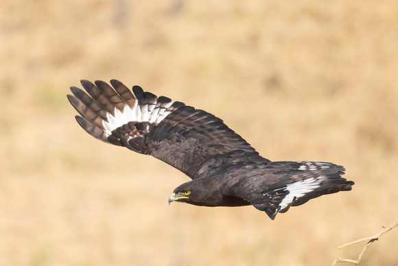 Long-Creasted Eagle
