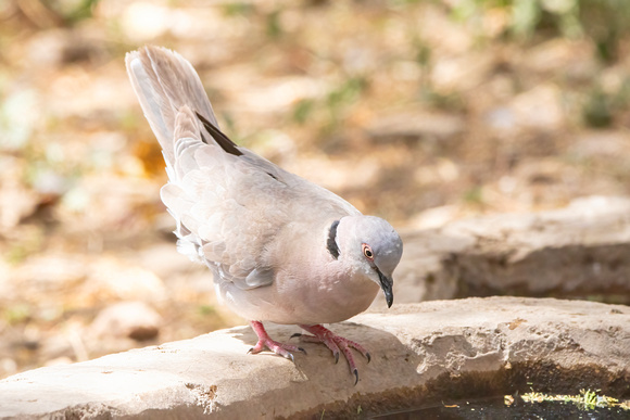 Mourning-Collared Dove