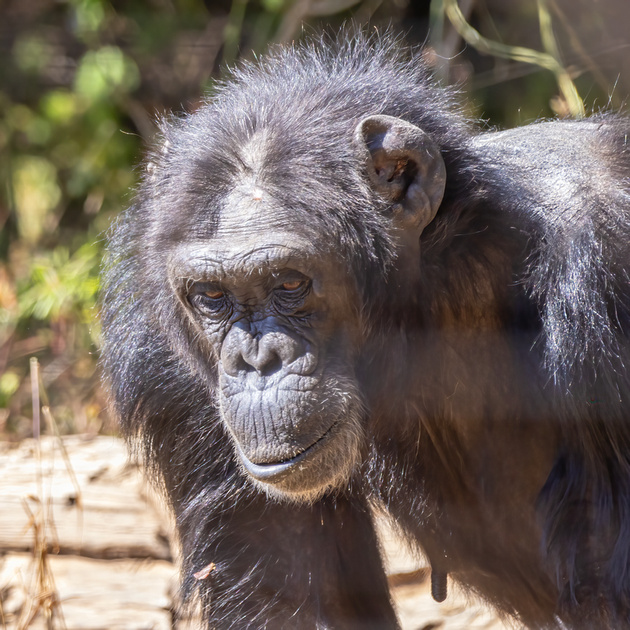 Robust Chimpanzee