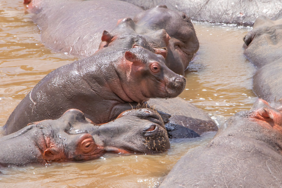 Common Hippopotamuses