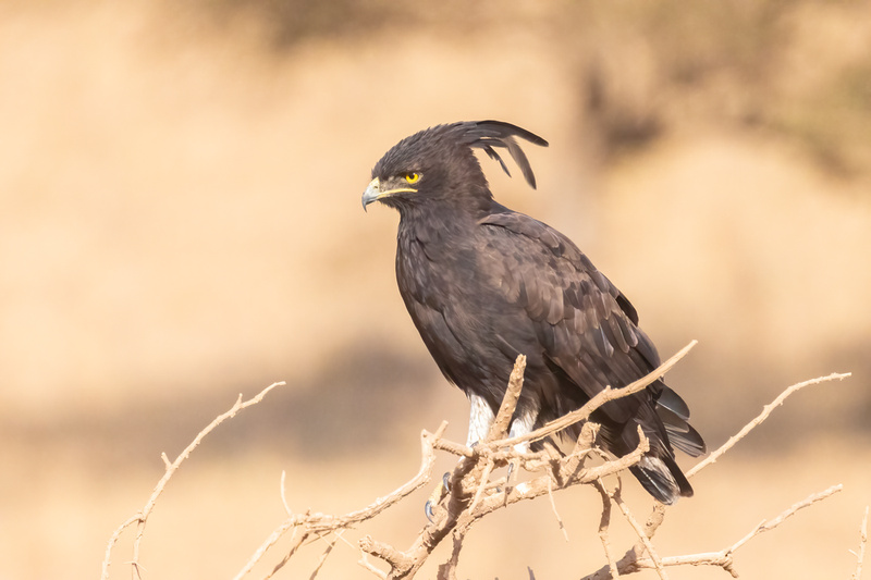 Long-Crested Eagle