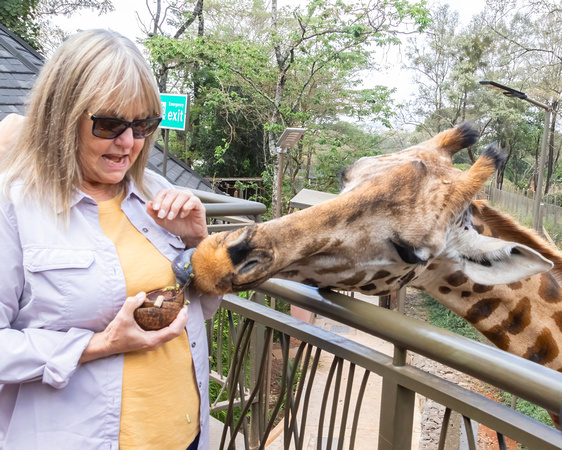 Handfeeding a Giraffe