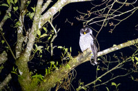 Black and White Owl