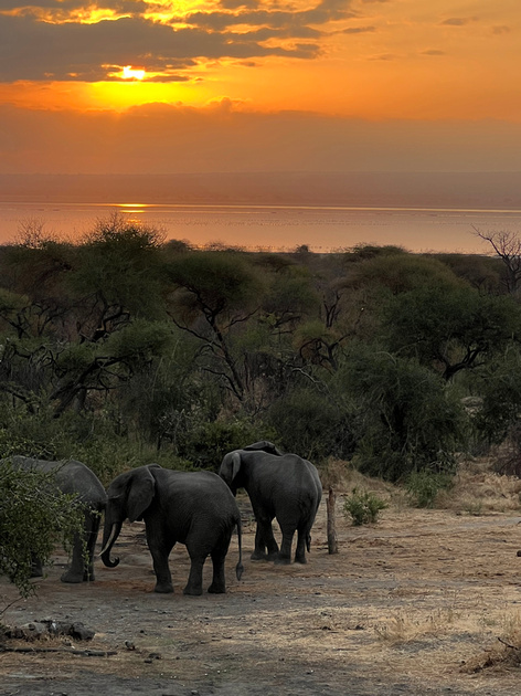 Sunrise Elephants