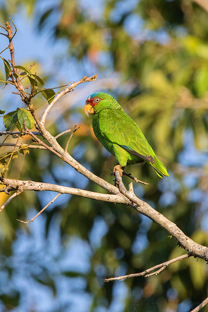 White-Fronted Parrot
