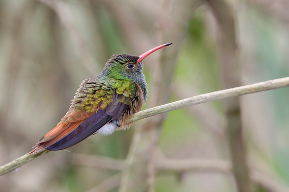 Buff-Bellied hummingbird