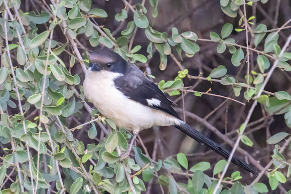 Long-Tailed Fiscal