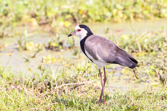 Long-Toed Lapwing