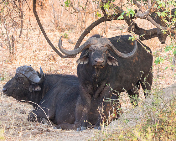 African Buffalo