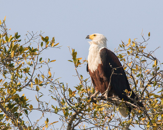 African Fish Eagle