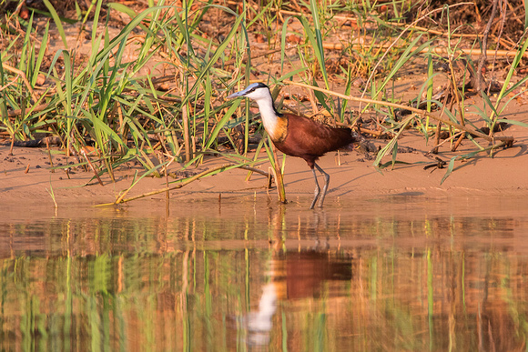 African Jacana