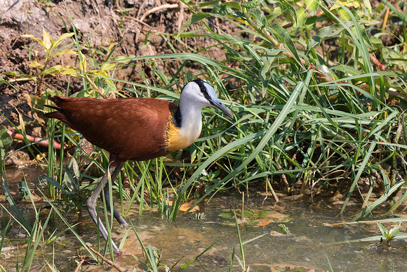 African Jacana