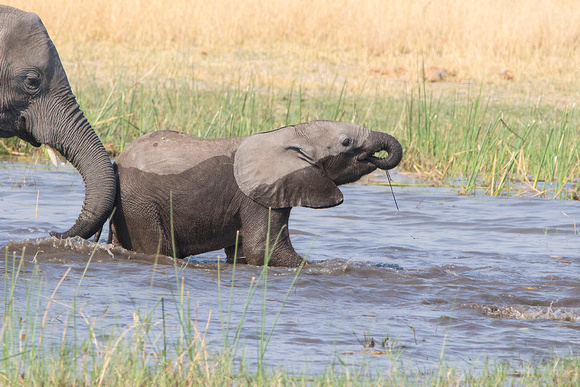 African Savanna Elephant