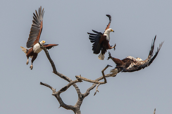 African Fish Eagle