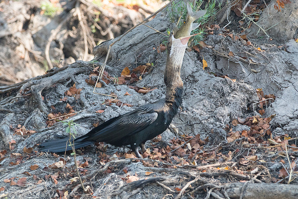 African Darter