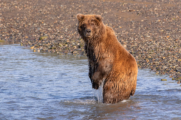 Coastal Brown Bear