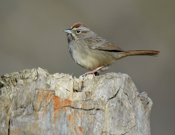 Rufous-Crowned Sparrow