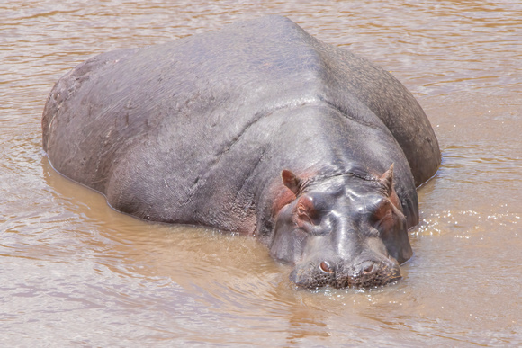 Common Hippopotamuses