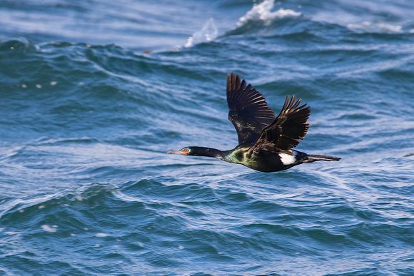 Pelagic Cormorant