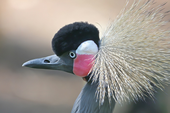 Gray-Crowned Crane
