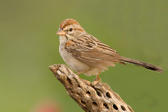 Rufous-Winged Sparrow