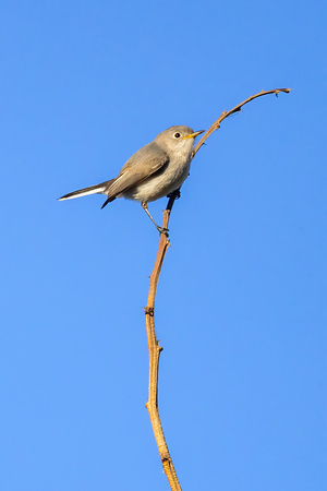 Blue-Gray Knatcatcher
