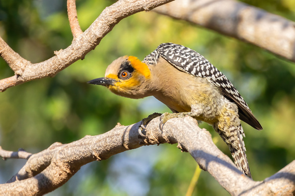 Golden-Cheeked Woodpecker