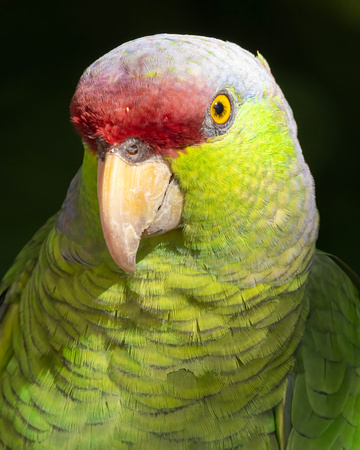 Lilac-Crowned Parrot