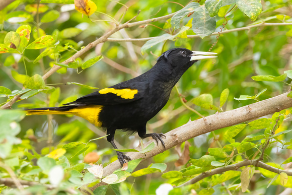 Yellow-Winged Cacique