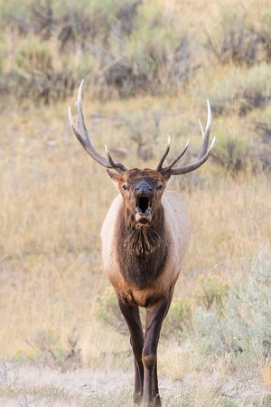 Rocky Mountain Elk