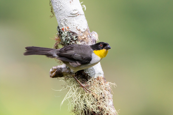 Yellow-Throated Brush Finch
