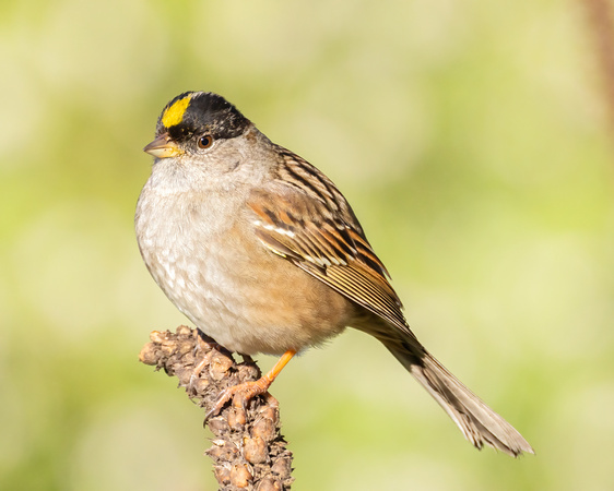 Golden-Crowned Sparrow