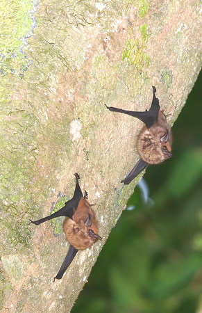 Long-Nosed Bat