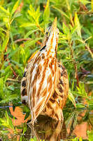 American Bittern