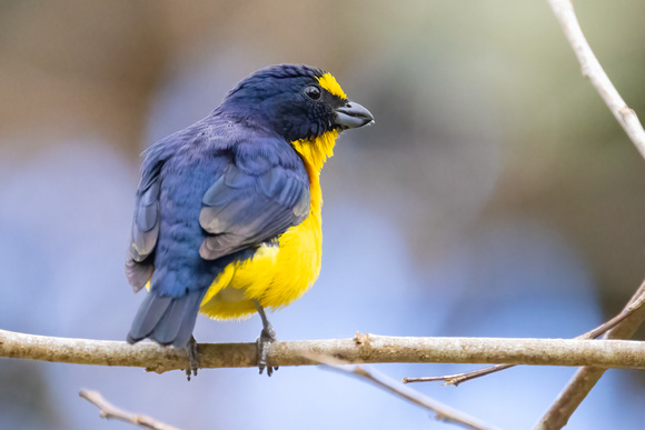 Thick-Billed Euphonia