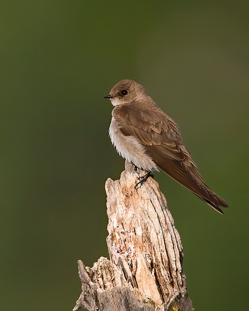 Northern Rough-Winged Swallow
