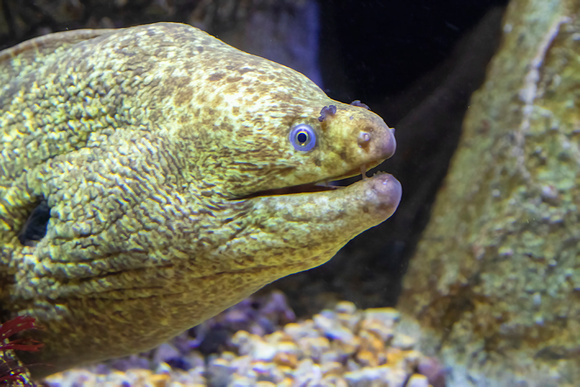 Moray Eel