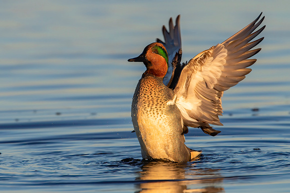 Green-Winged Teal
