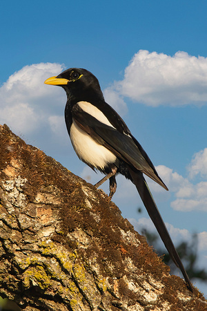 Yellow-Billed Magpie