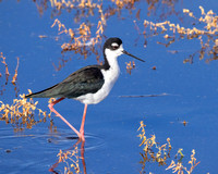 Black-Necked Stilt