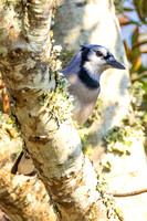 Blue Jay