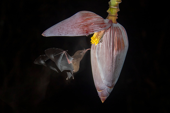 Orange-Bellied Nectar Bat