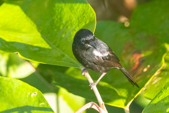 White-Lined Tanager
