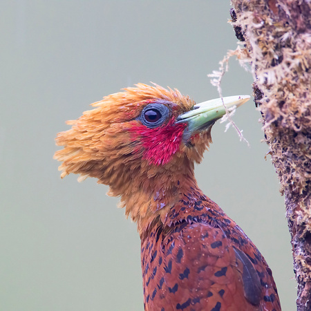 Chestnut-Colored Woodpecker