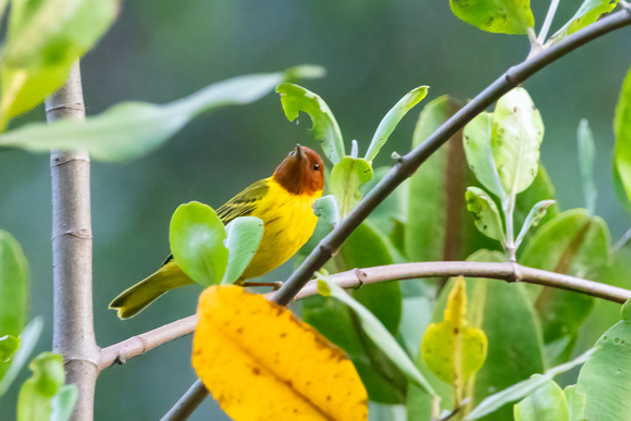 Mangrove Yellow Warbler