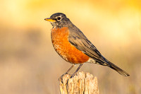 American Robin