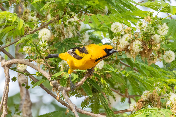 Spotted-Breasted Oriole