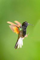 Black-Bellied Hummingbird