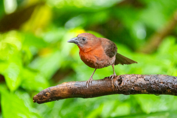 Red-Throated Ant Tanager